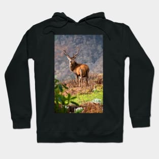 Red Deer Stag Hoodie